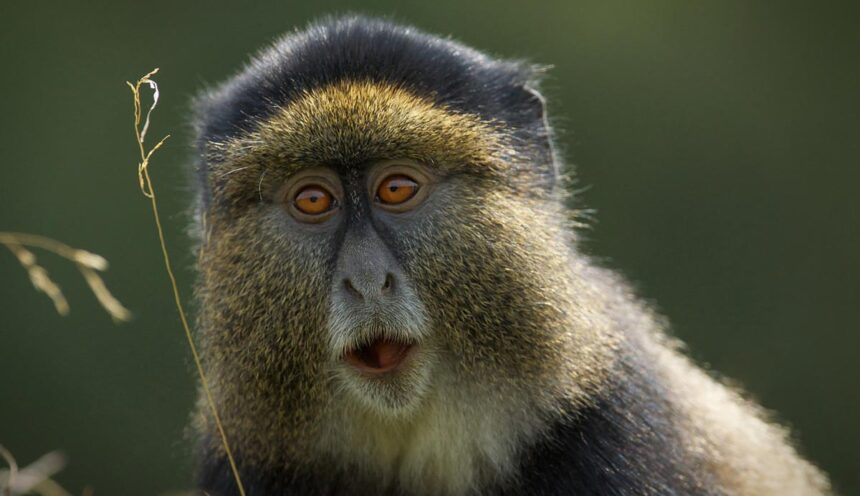 BEST PLACES FOR GOLDEN MONKEY TRACKING