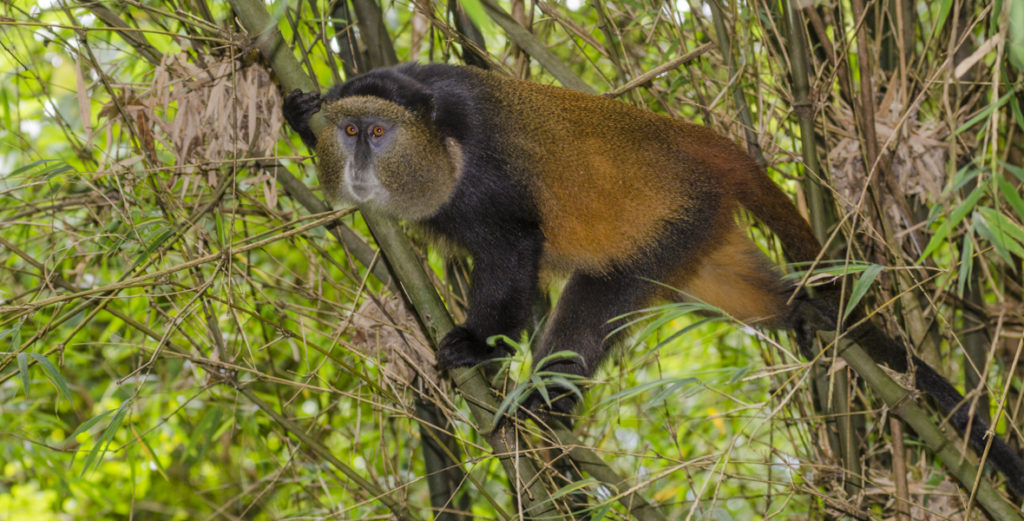 Best Places for Golden monkey tracking