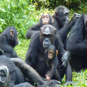 CHIMPANZEE HABITUATION EXPERIENCE