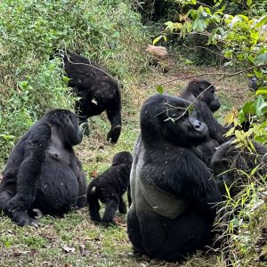 GORILLA TRACKING AND GORILLA HABITUATION EXPERIENCES.