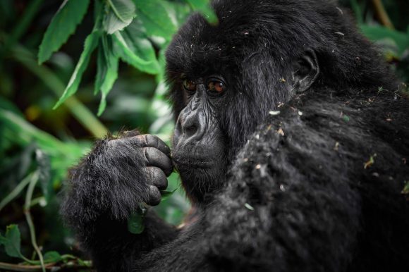 MOUNTAIN GORILLAS
