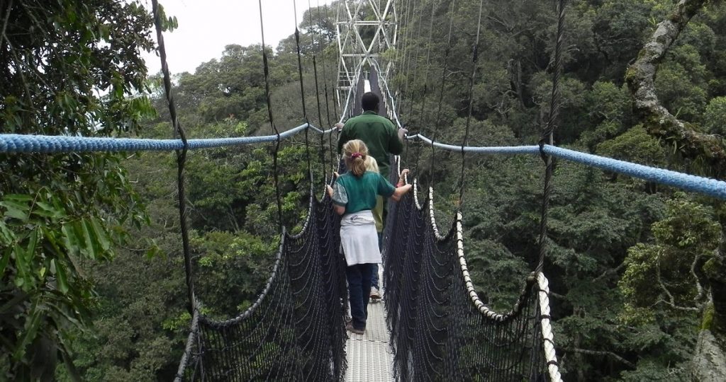 Nyungwe Forest Canopy Walk