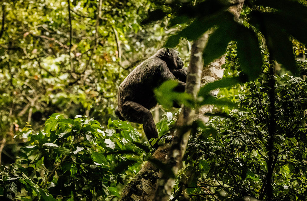 Chimpanzee Tracking In Rwanda