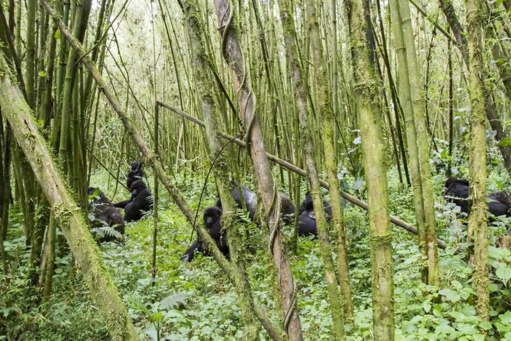 Gorilla Tracking in Rwanda