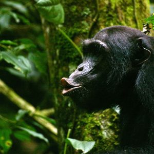 TOP THINGS TO DO AT BUDONGO FOREST