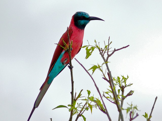 Birding Safaris In Uganda