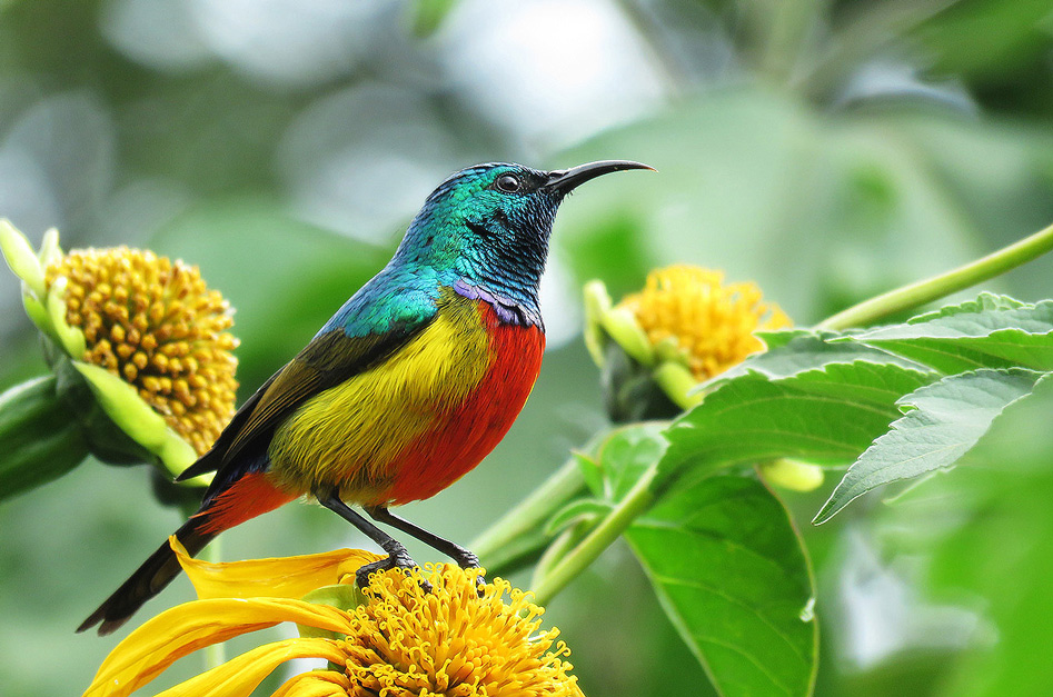 Bird watching in Rwanda