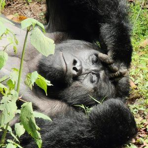 PRIMATE WATCHING IN RWANDA