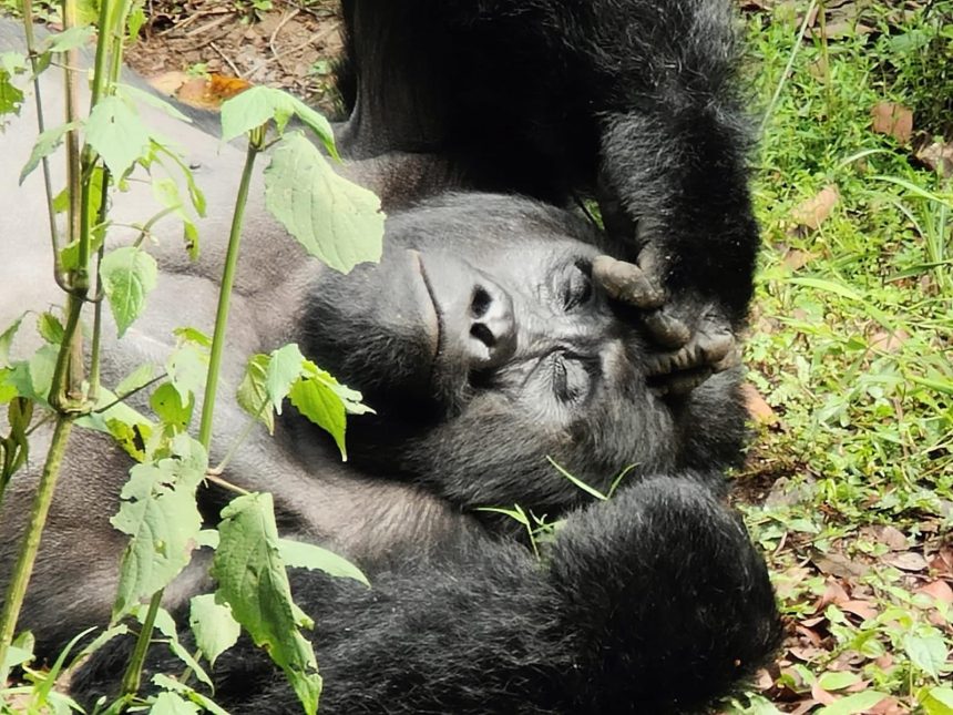 PRIMATE WATCHING IN RWANDA