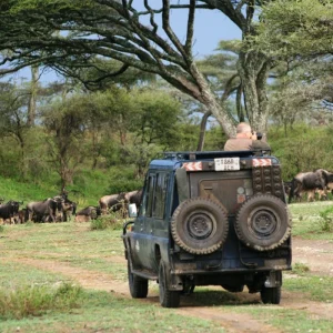 GREAT WILDEBEEST MIGRATION