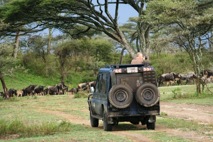 GREAT WILDEBEEST MIGRATION