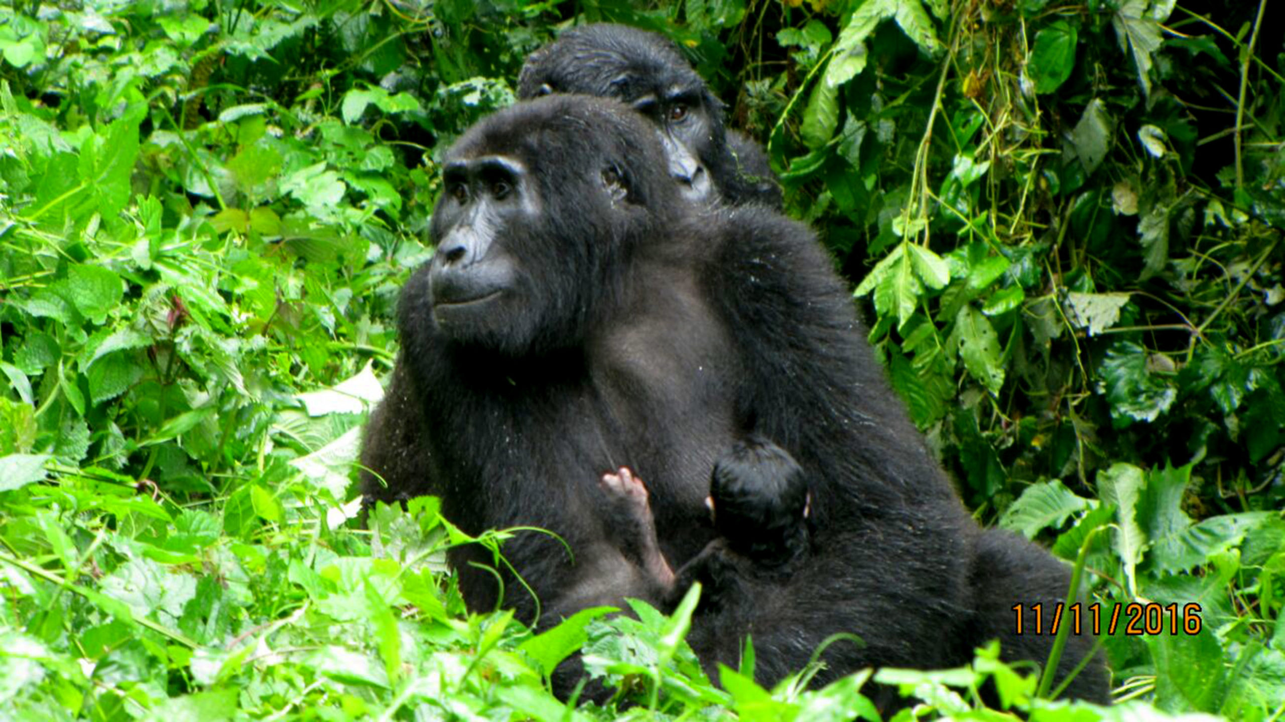 8 Days Rwanda Gorillas & Nature Adventure