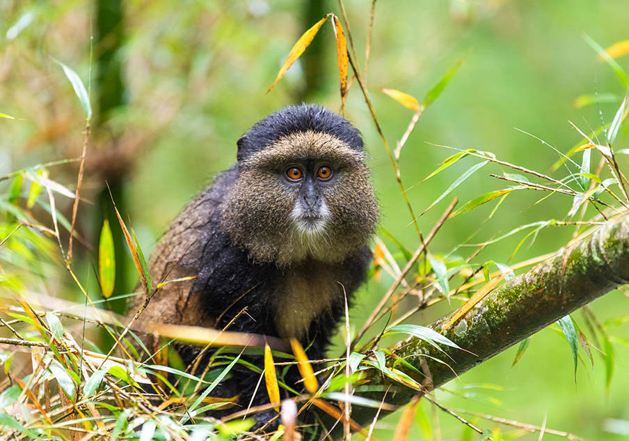 6 Days Rwanda Primates Adventure