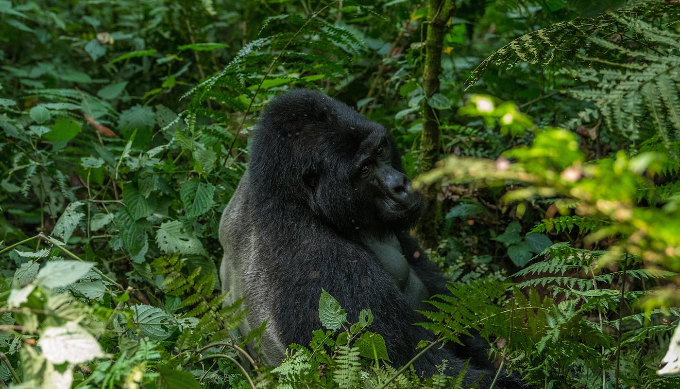 4-Day Gorilla Trekking, Chimpanzees & Queen Elizabeth N P