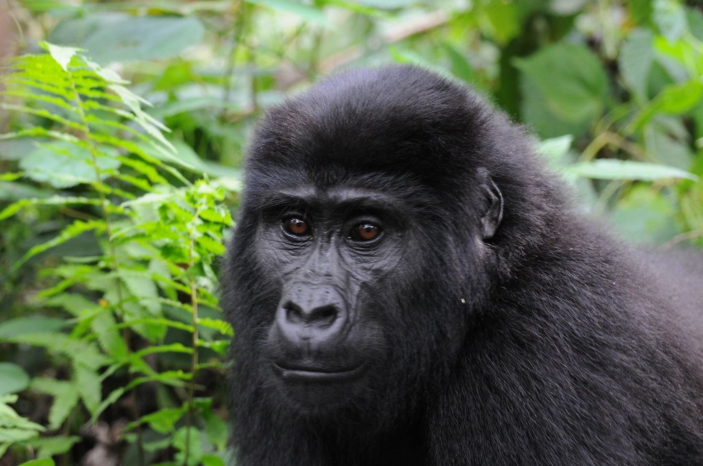 12-Day Gorilla Trekking And Wildlife Tour In Uganda