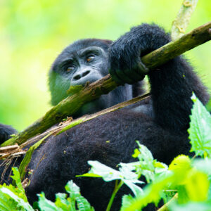 CAN I TRACK GORILLAS IN UGANDA FROM RWANDA?