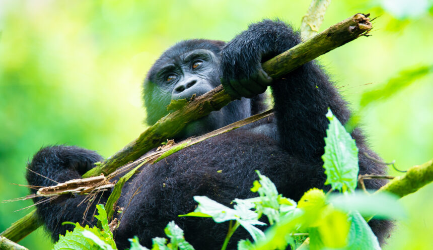 CAN I TRACK GORILLAS IN UGANDA FROM RWANDA?