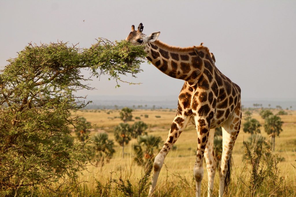 backpackers tours uganda