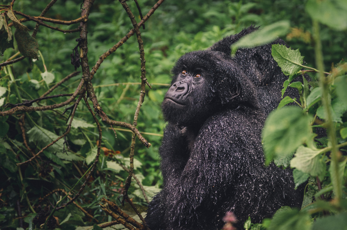 10 Days Uganda Primates and Tanzania Wilderness Safari