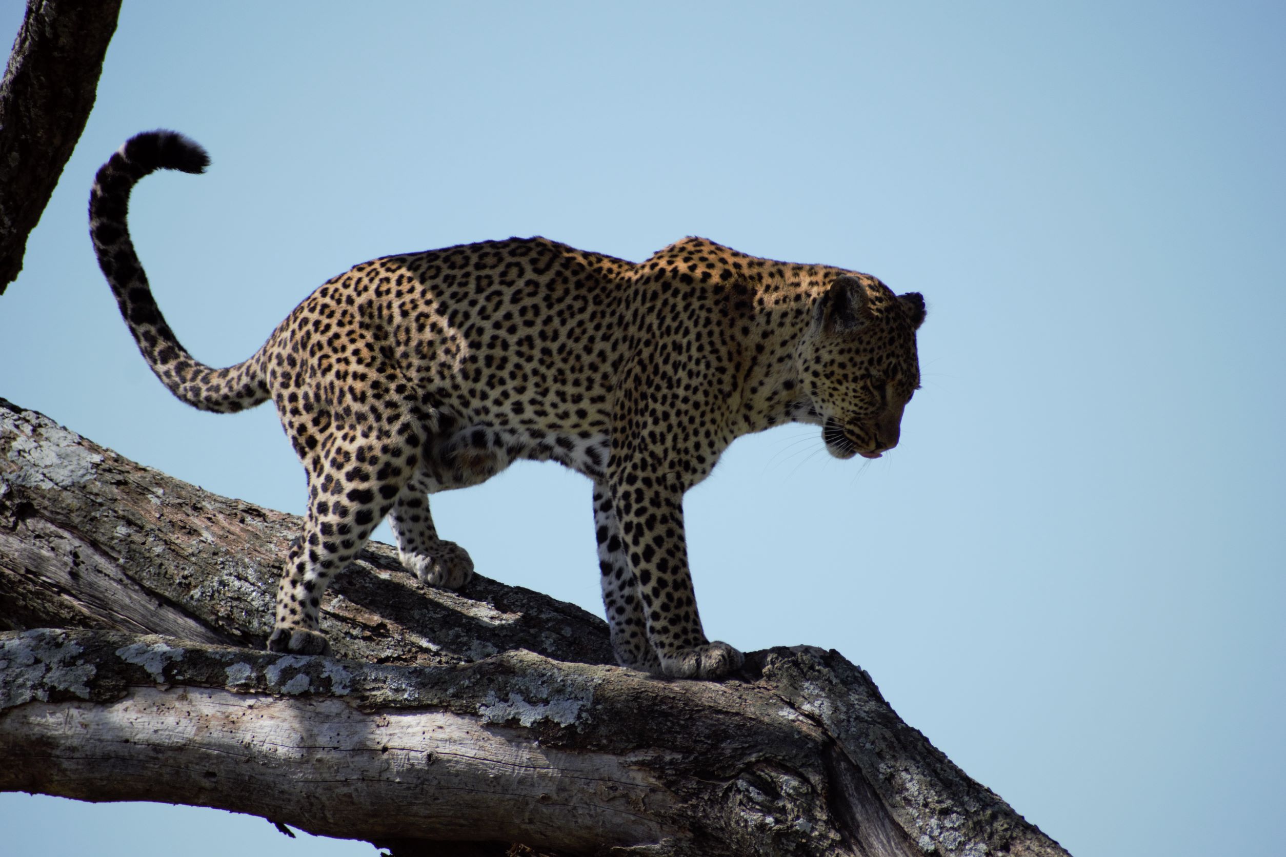 TIPS FOR PLANNING FIRST AFRICAN SAFARI