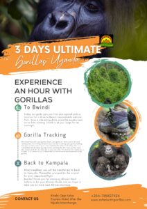 3 days bwindi gorilla