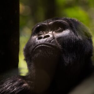 it is possible to track uganda gorillas from rwanda