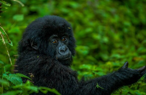 7 Days Rwanda Gorilla trek and Tanzania Migration Safari