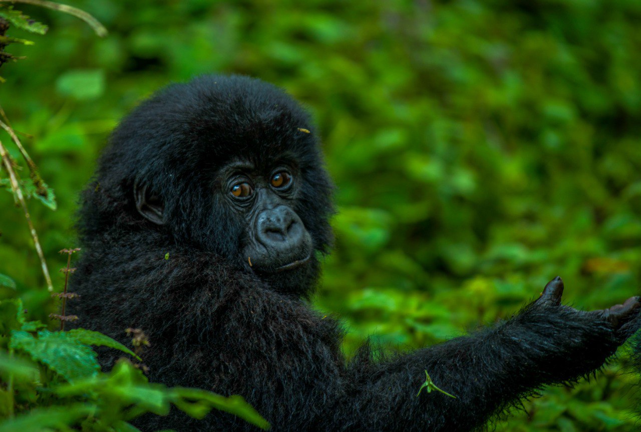 baby gorilla