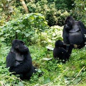 6 Days Gorillas, Chimps And Wildlife Safari
