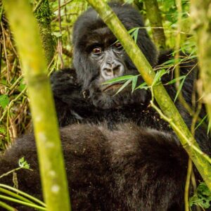GORILLA TRACKING IN RWANDA