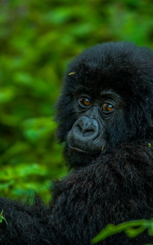 Gorilla safaris in D.R. Congo