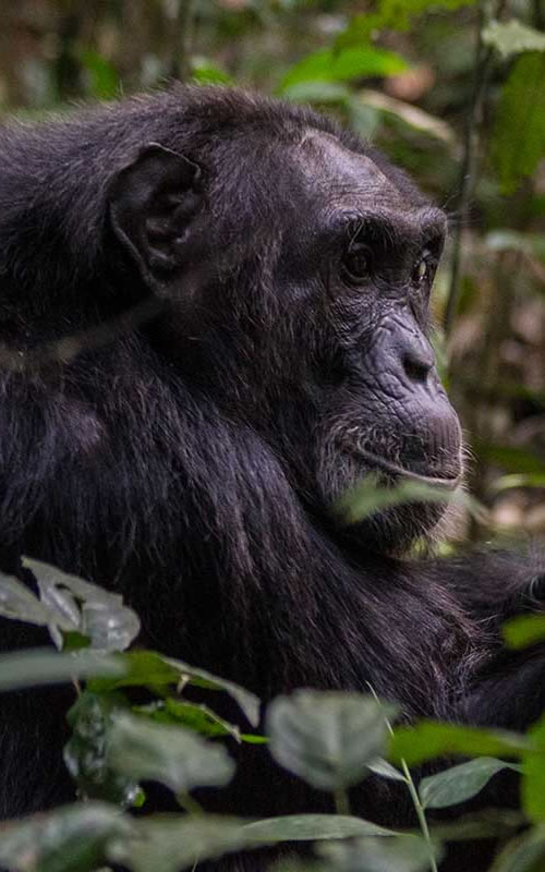 Gorilla Safaris in Rwanda