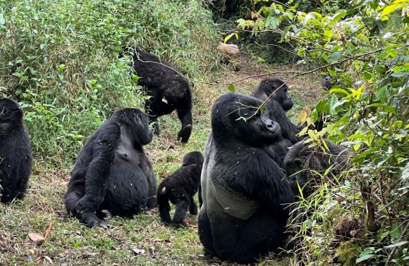 5 Days Gorillas and Chimps of Rwanda